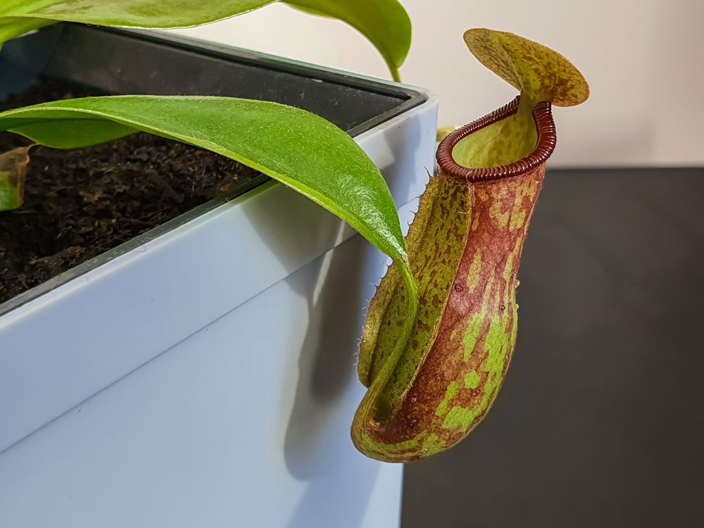 pitcher plant
