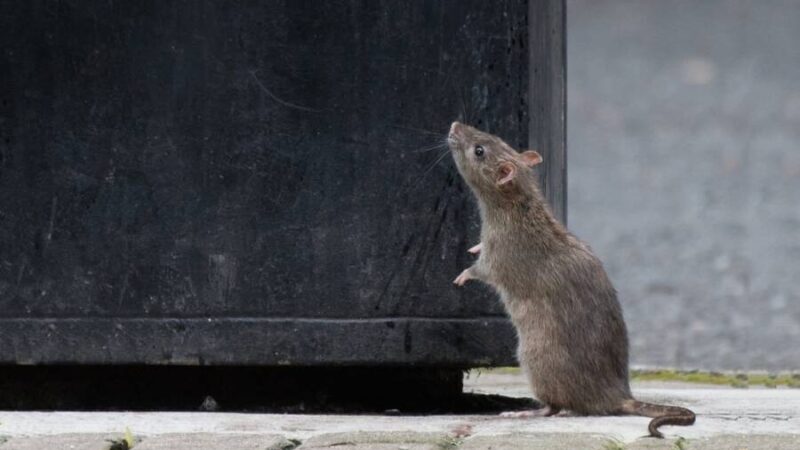 pet-friendly products, keep mice at bay