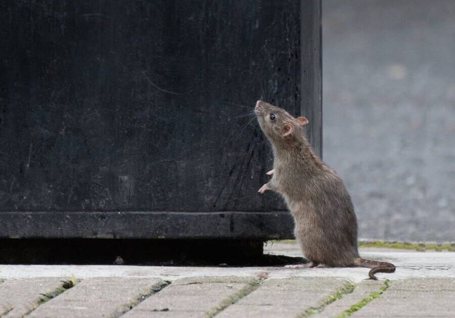 pet-friendly products, keep mice at bay