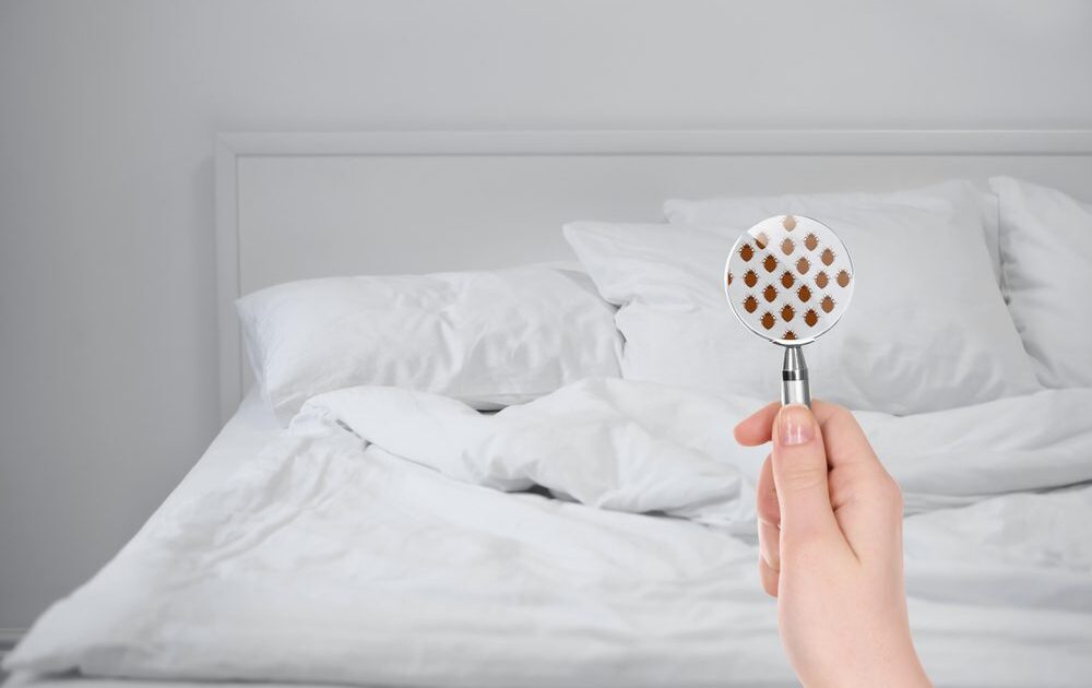 bed bugs