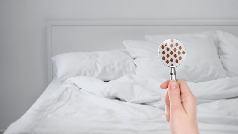 bed bugs
