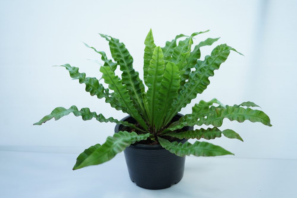 Crispy Wave Fern