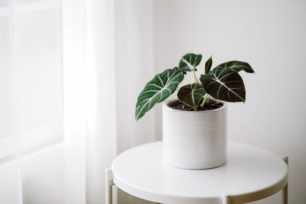 Indoor Plant