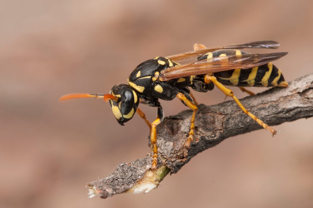 get rid of wasps
